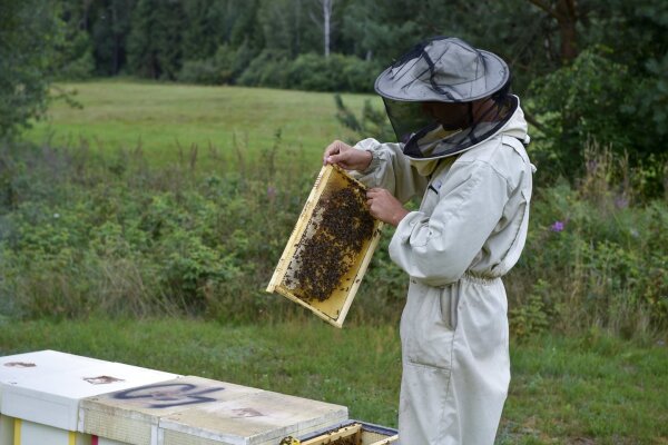 Bitininkai kviečiami kreiptis paramos dėl papildomo bičių maitinimo