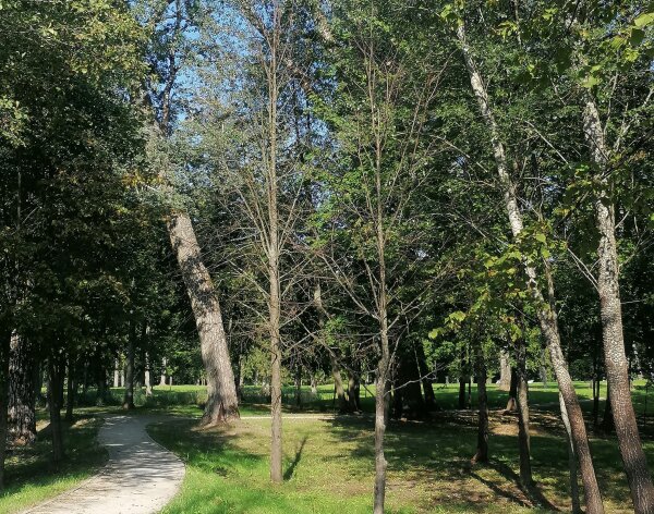 Astravo dvaro parke bus tvarkomi nudžiūvę želdiniai