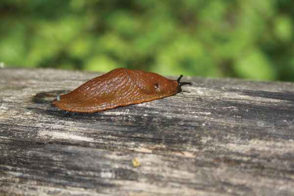 Su invaziniais šliužais turime kovoti sistemingai ir bendruomeniškai!